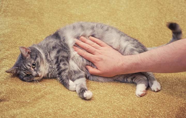 Urwampe bei der Katze