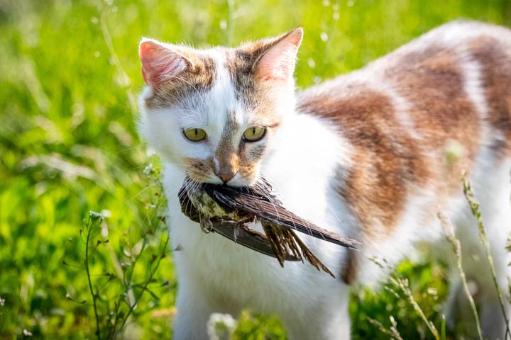 Katze mit Vogel im Maul