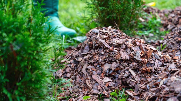 Laub und Mulch als natürlicher Winterschutz