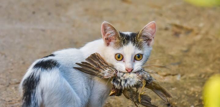 Vogelgrippe als Gefahr für Katzen