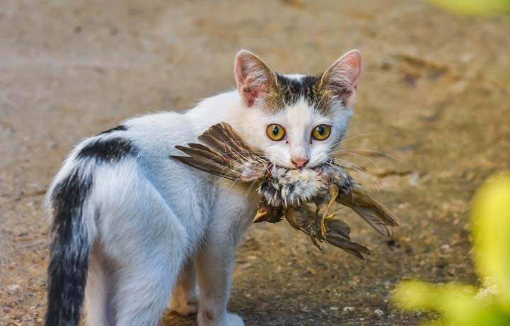 Vogelgrippe als Gefahr für Katzen