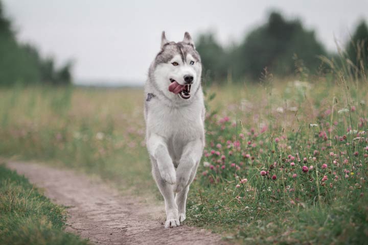 Bewegungsdrang des Huskys