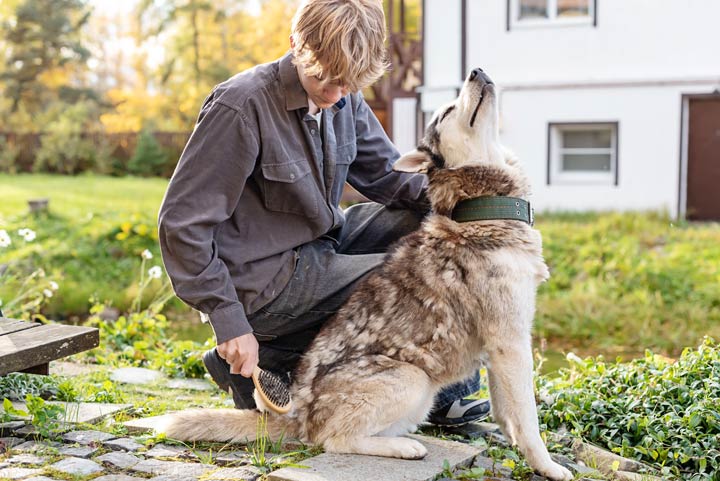 Fellpflege beim Husky
