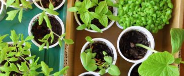 Gemüse auf der Fensterbank vorziehen