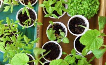 Gemüse auf der Fensterbank vorziehen
