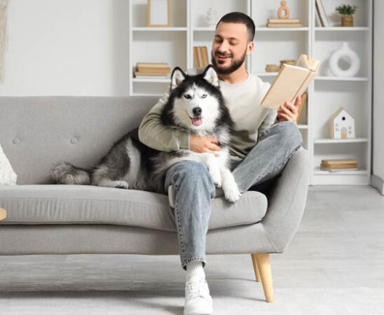 Husky als Haustier