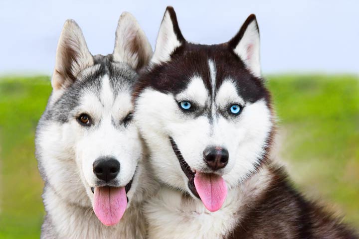 Husky gilt als menschenfreundlich