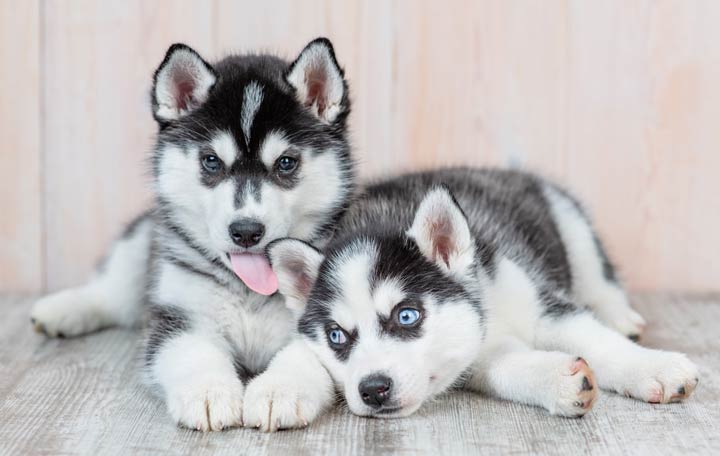 Husky vom Züchter