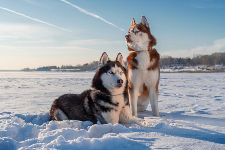 Huskys strahlen kühle Eleganz aus