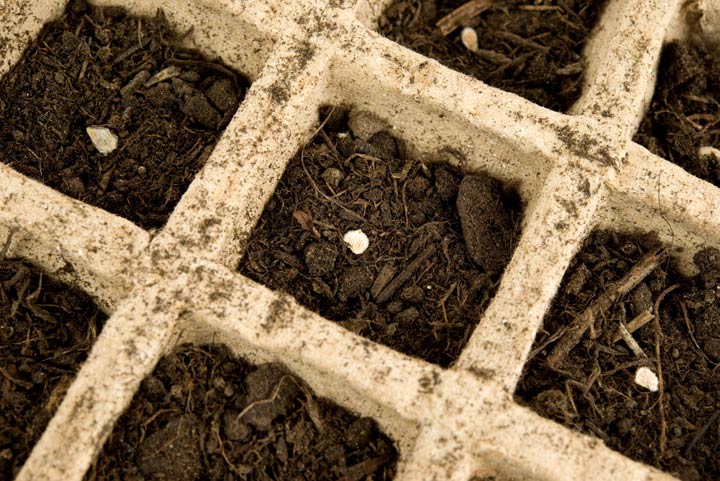 Keimbedingungen der Pflanzen beachten