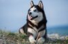 Siberian Husky