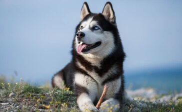 Siberian Husky