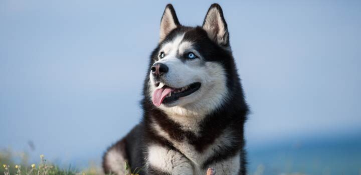 Siberian Husky
