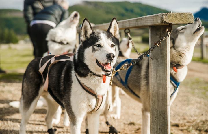 Wie viel Bewegung braucht ein Husky