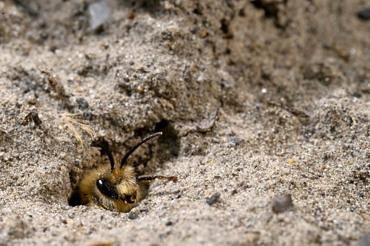 Bester Zeitpunkt zum Anlegen eines Sandariums