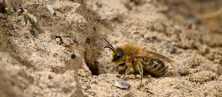 Warum ist eine Nisthilfe für Wildbienen sinnvoll