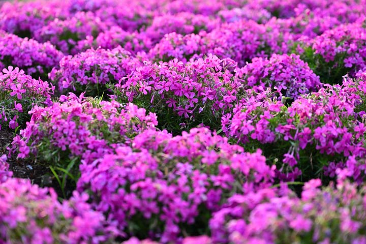 Blühender Teppich aus Polsterphlox