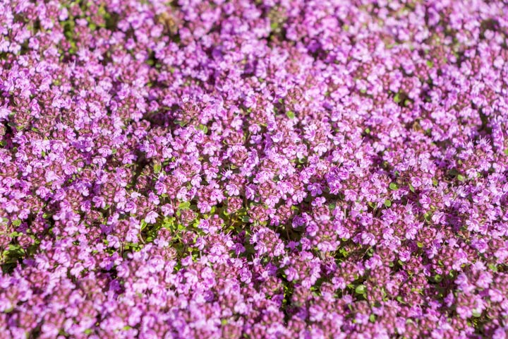 Kriechender Thymian