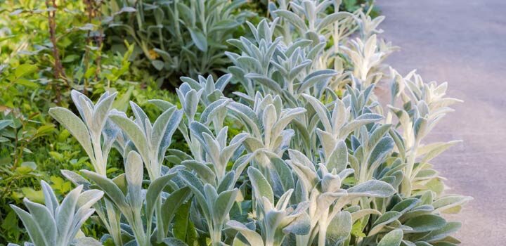 Schnellwachsende Bodendecker