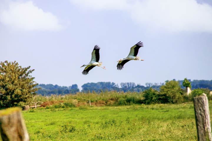Storch Brutpaar