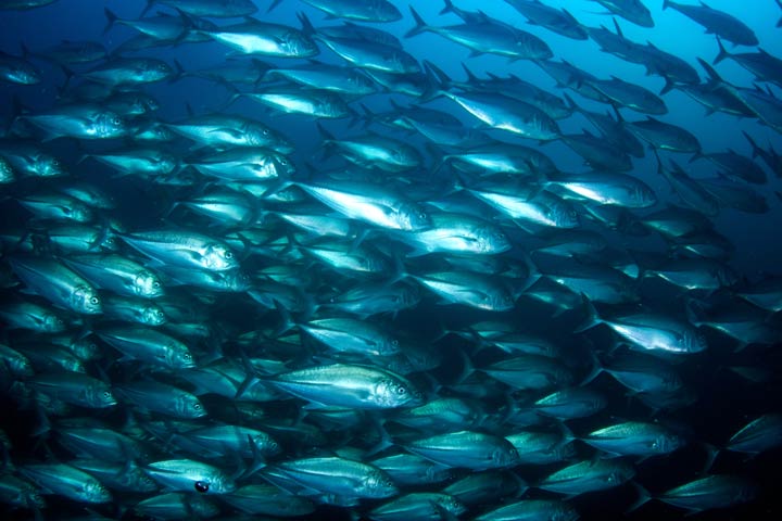 Atlantischer Thunfisch ist nicht mehr auf der Liste der bedrohten Arten