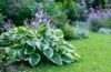 Funkie im Garten