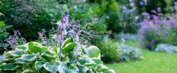 Funkie im Garten