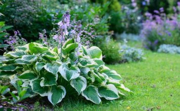 Funkie im Garten