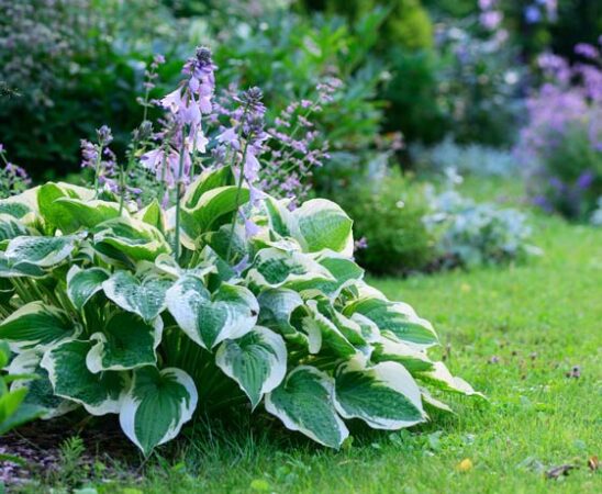 Funkie im Garten