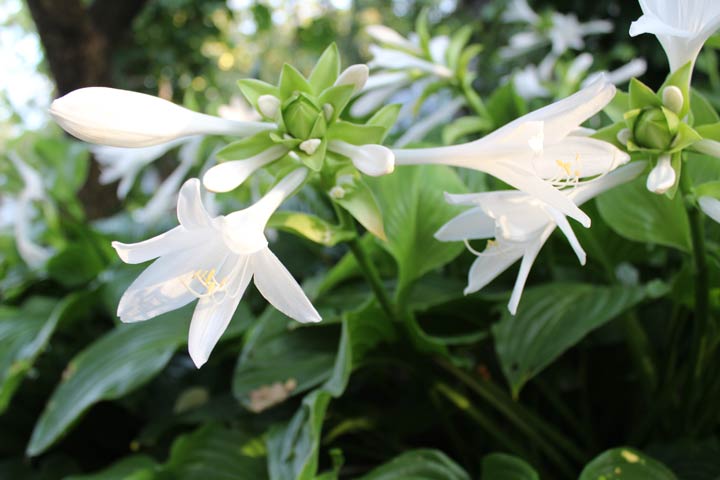 Funkien Blüten in Weiß