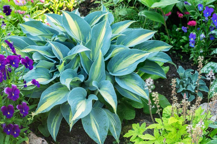 Funkien im Garten