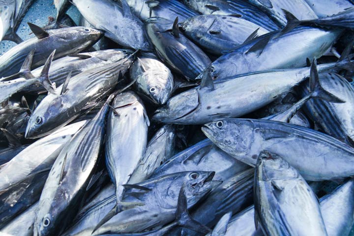 Kommerzieller Fang von Thunfischen im Öresund verboten