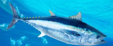Thunfische siedeln sich wieder in der Ostsee an