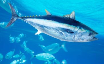 Thunfische siedeln sich wieder in der Ostsee an