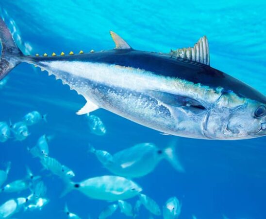 Thunfische siedeln sich wieder in der Ostsee an
