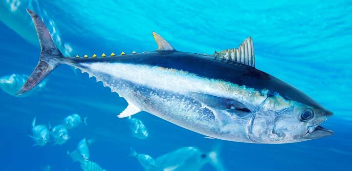 Thunfische siedeln sich wieder in der Ostsee an