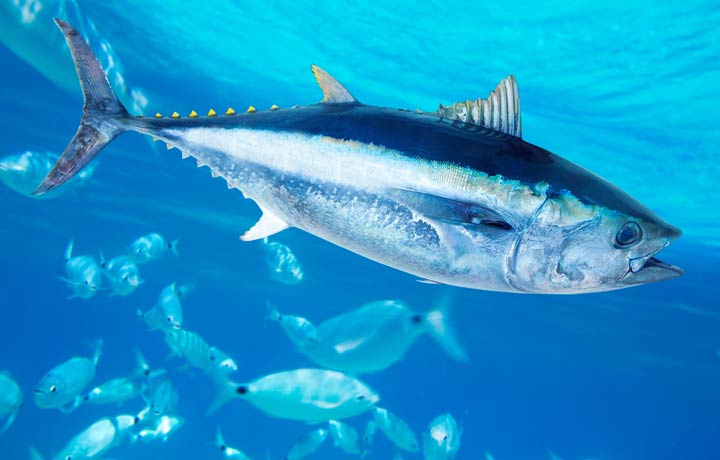 Thunfische siedeln sich wieder in der Ostsee an