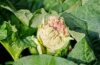 Vorzeitige Blüte (Schossen) bei Gemüse vermeiden