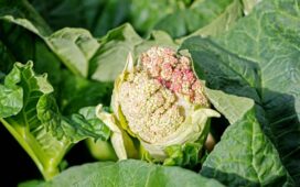 Vorzeitige Blüte (Schossen) bei Gemüse vermeiden
