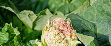 Vorzeitige Blüte (Schossen) bei Gemüse vermeiden