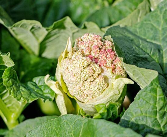 Vorzeitige Blüte (Schossen) bei Gemüse vermeiden
