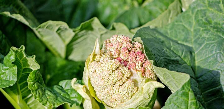 Vorzeitige Blüte (Schossen) bei Gemüse vermeiden