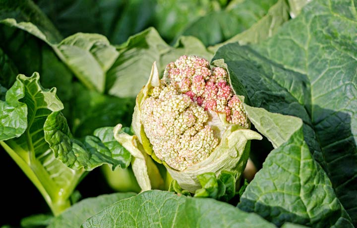 Vorzeitige Blüte (Schossen) bei Gemüse vermeiden