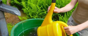 Pflanzen mit Regenwasser gießen