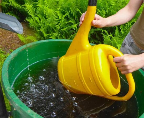 Pflanzen mit Regenwasser gießen