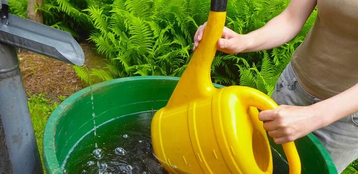 Pflanzen mit Regenwasser gießen