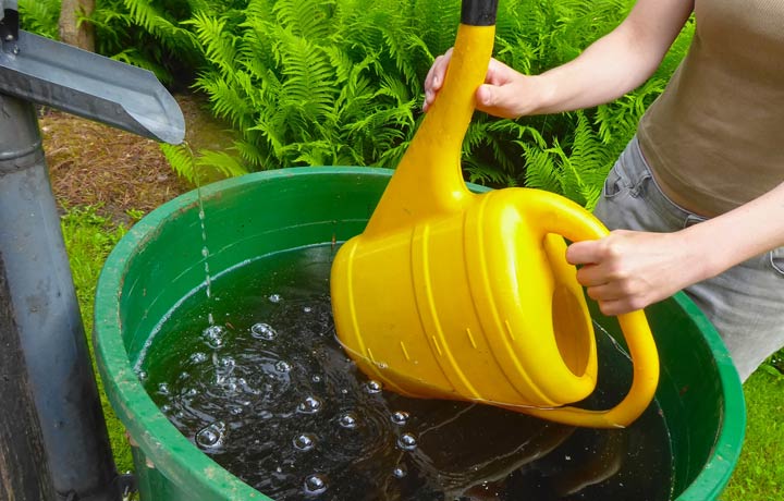 Pflanzen mit Regenwasser gießen