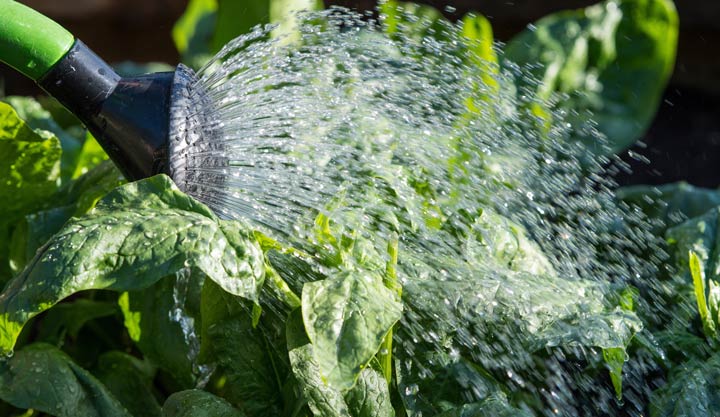 Vorteile von Regenwasser für den Garten